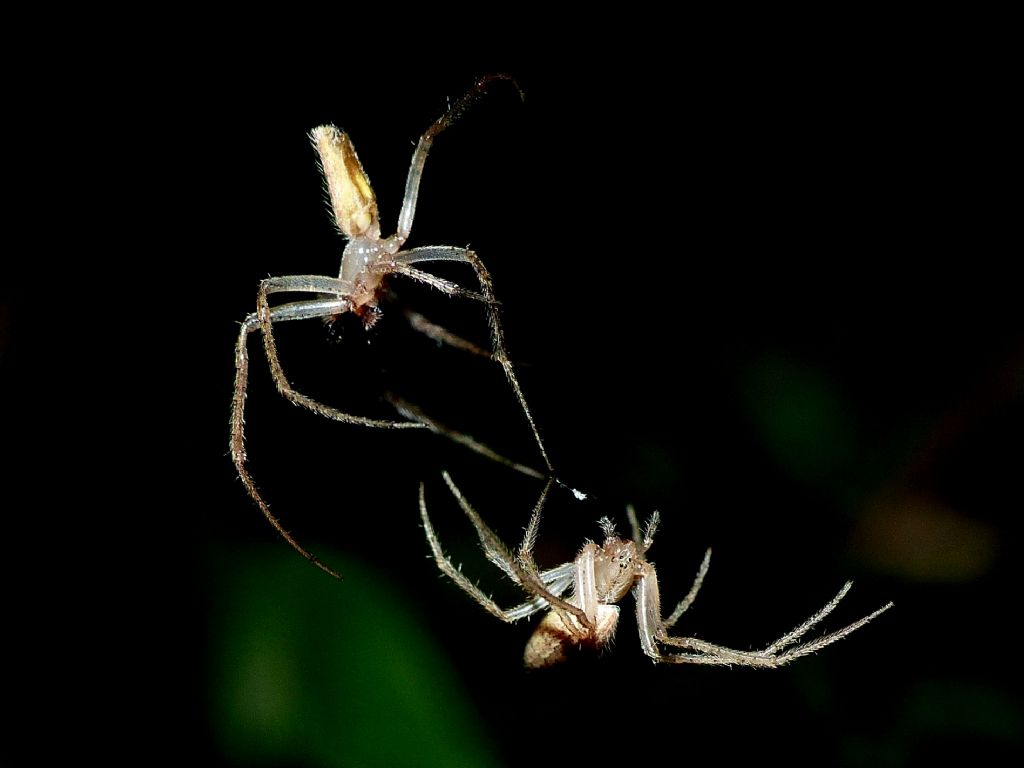 Lipocrea epeiroides - S. Teresa Gallura (OT)